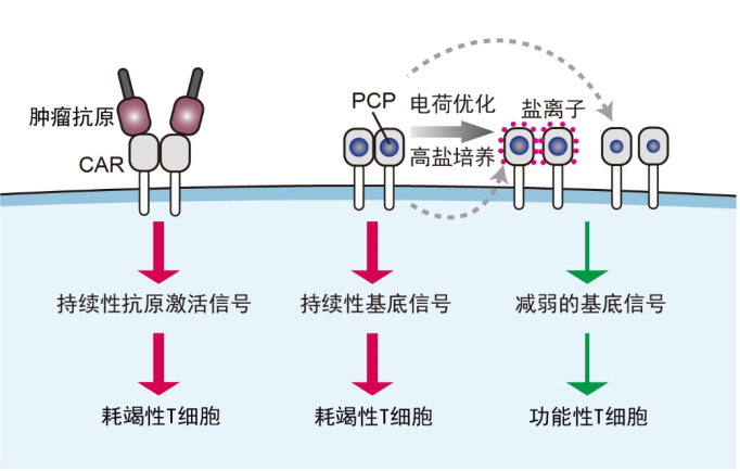 mg不朽情缘(中国区)官方网站